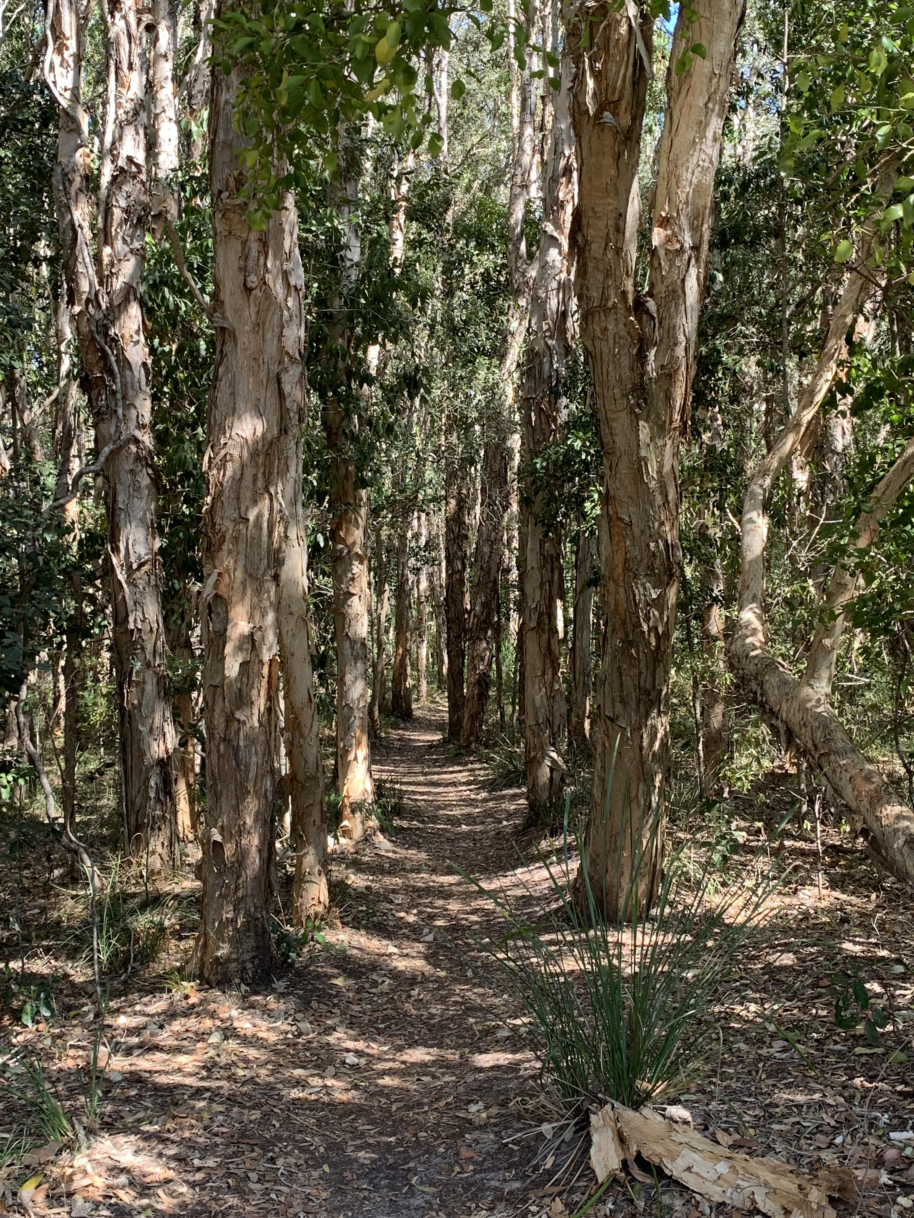 Cool Coolum Stroll